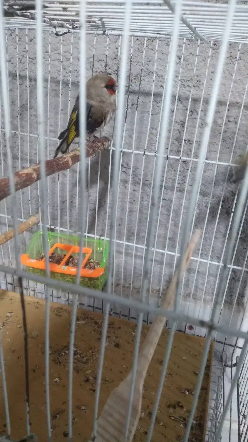 سره نر|پرنده|شیروان (خراسان), |دیوار