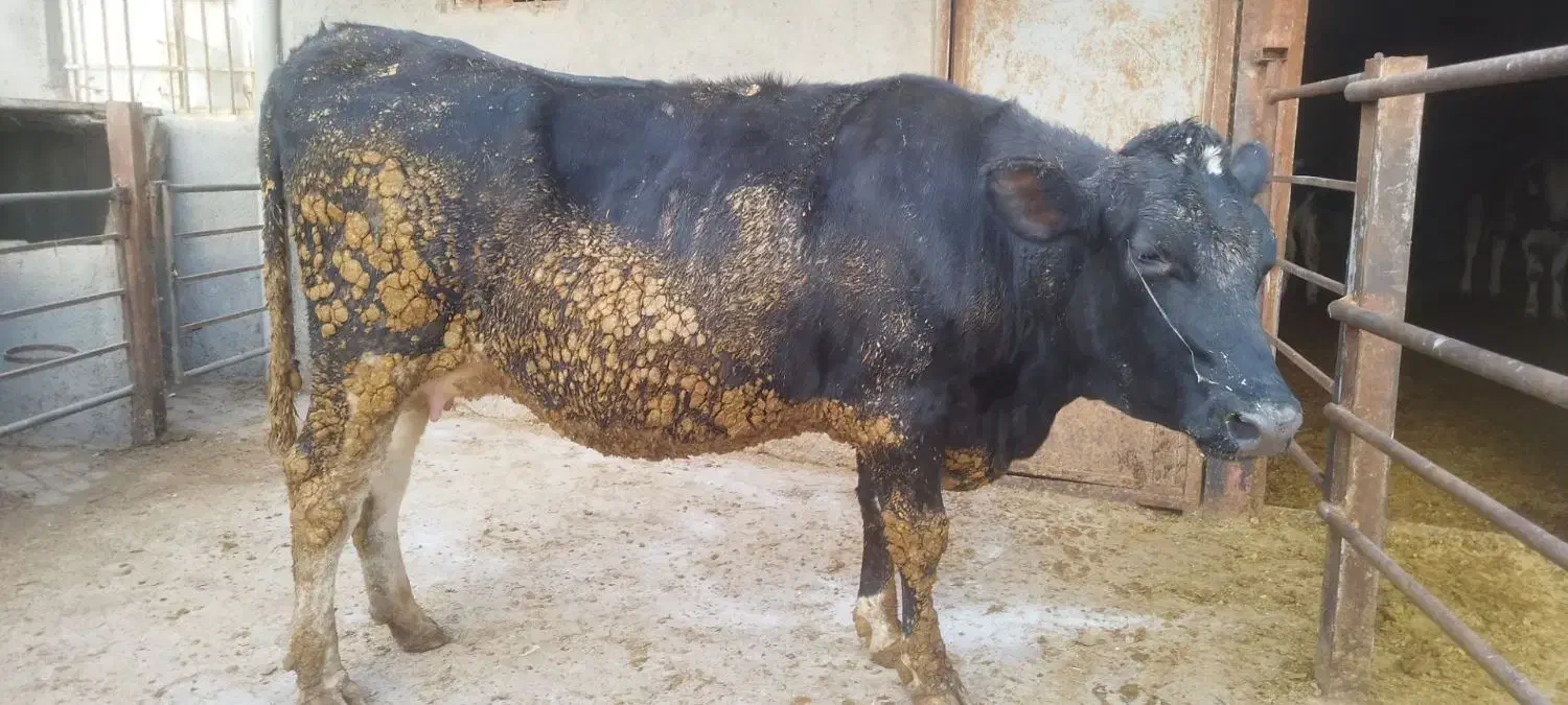 تلیسه صنعتی هلشتاین آبستن سنگین|حیوانات مزرعه|تهران, مهران|دیوار