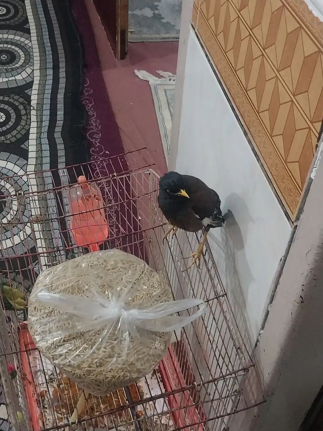 مینا|پرنده|آبادان, |دیوار