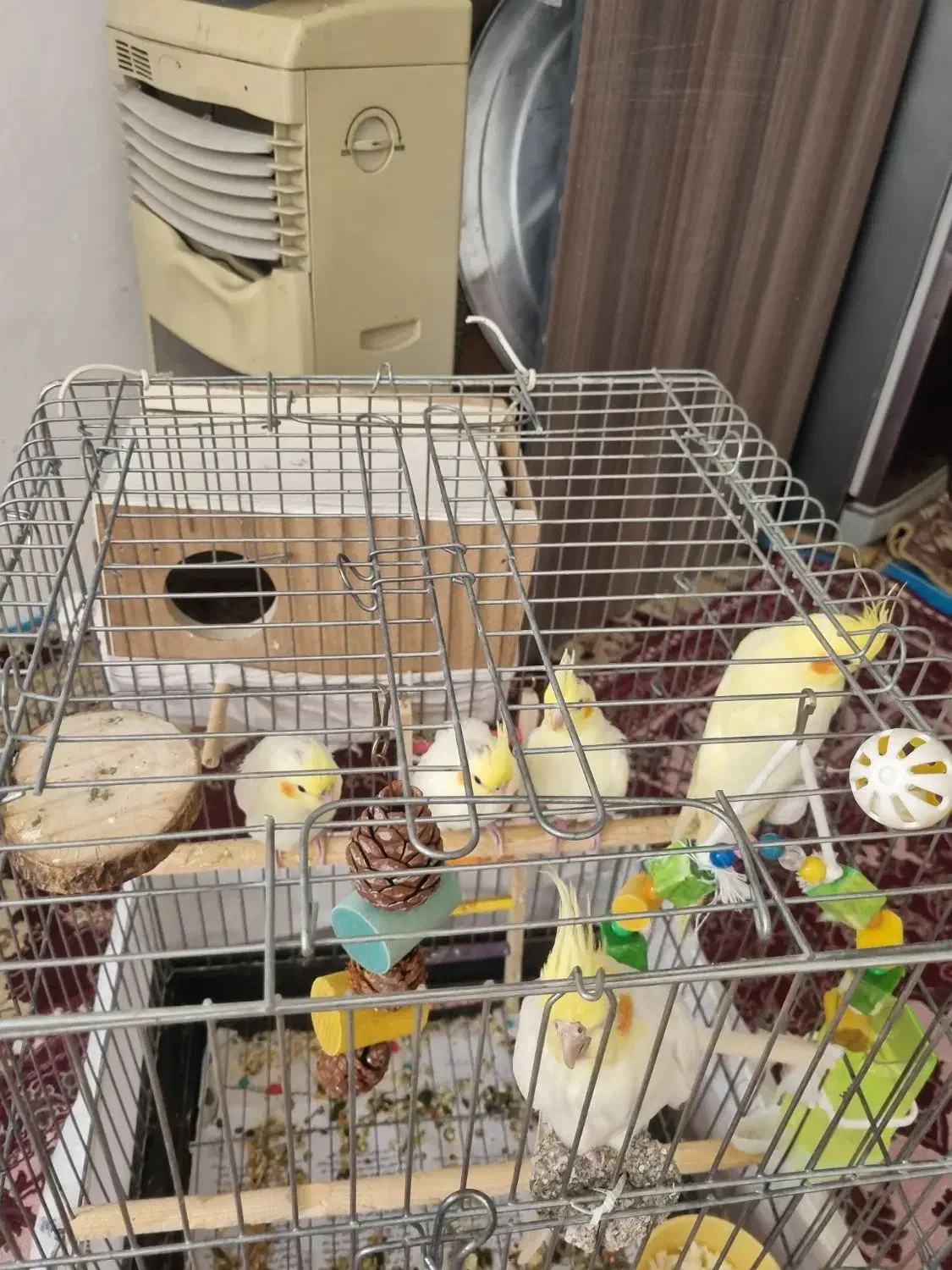 جوجه عروس هلندی|پرنده|محمدیه-قزوین, |دیوار