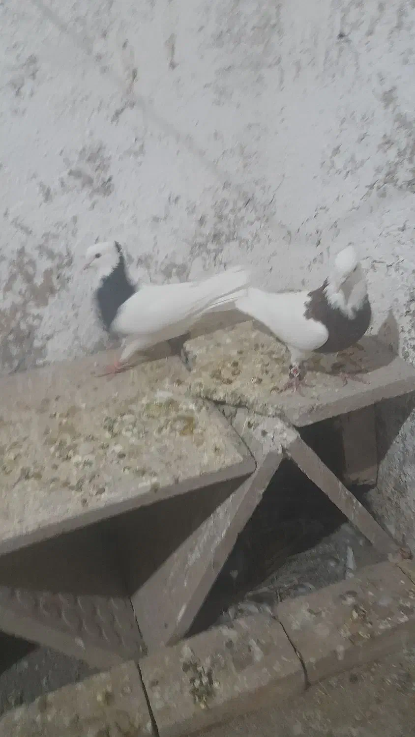 طوقی هفت رنگ وسیاه|پرنده|جوین, |دیوار