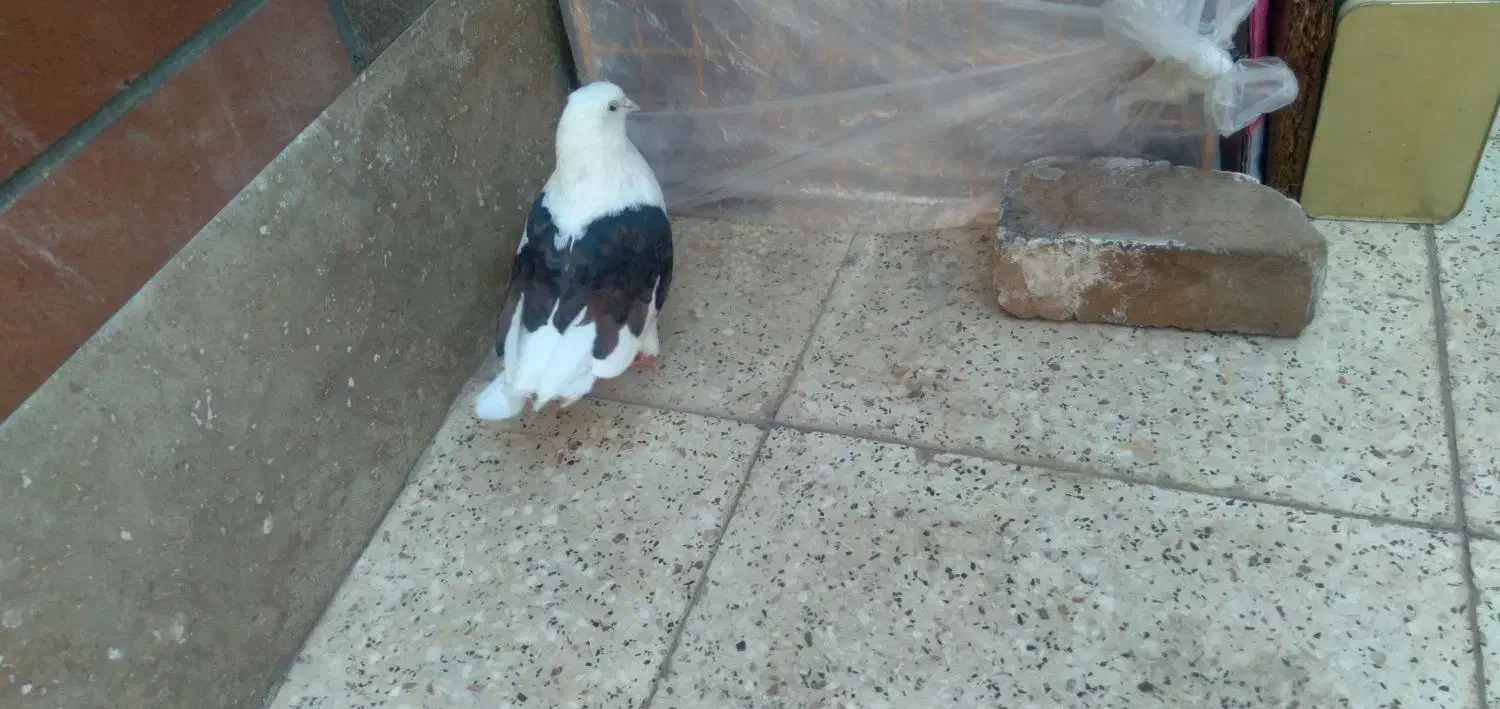 گمگشته|حیوانات|شاهین‌شهر, گرگاب|دیوار