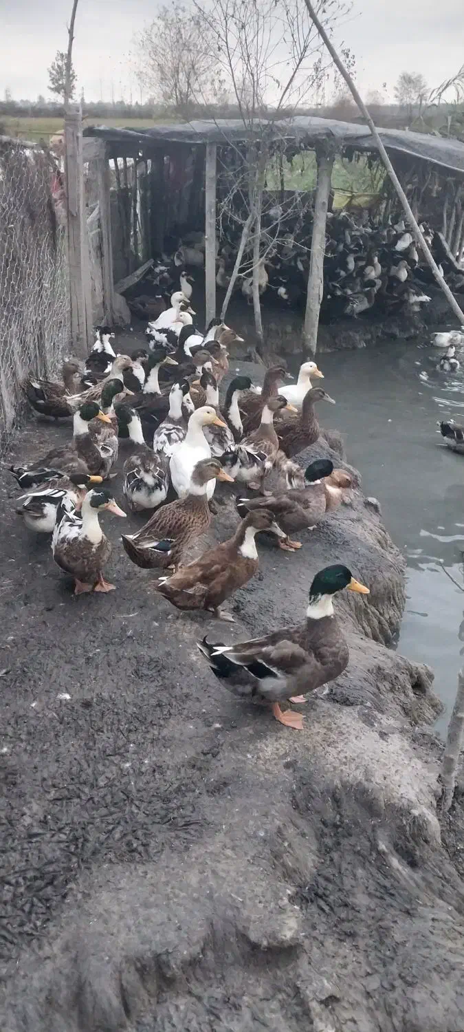 ۷۰۰عدد اردک پکنی ۵ماهه سنگین وزن|حیوانات مزرعه|فومن, |دیوار
