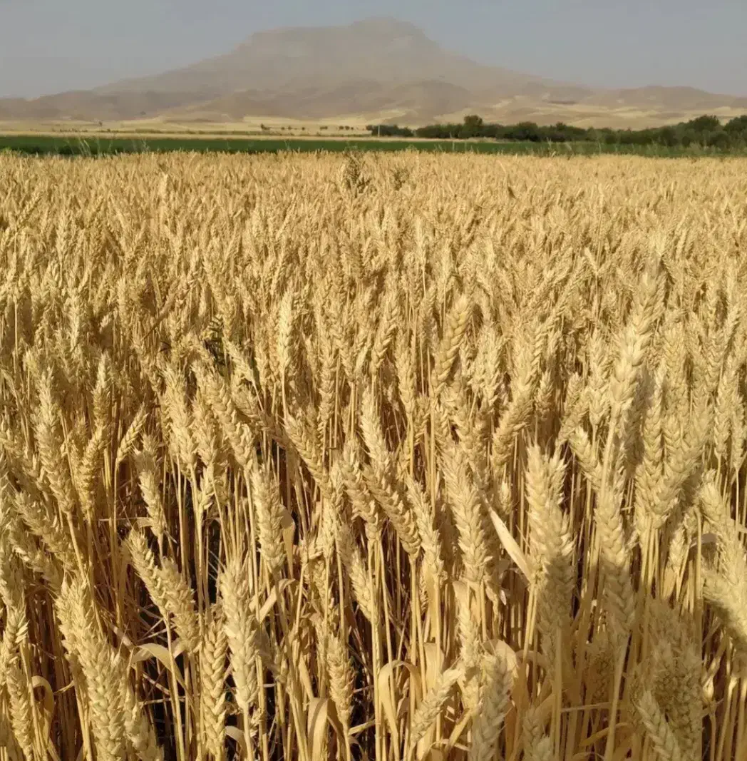 اجاره زمین کشاورزی در دهستان ترن|اجارهٔ دفتر صنعتی، کشاورزی، تجاری|زرنه, |دیوار