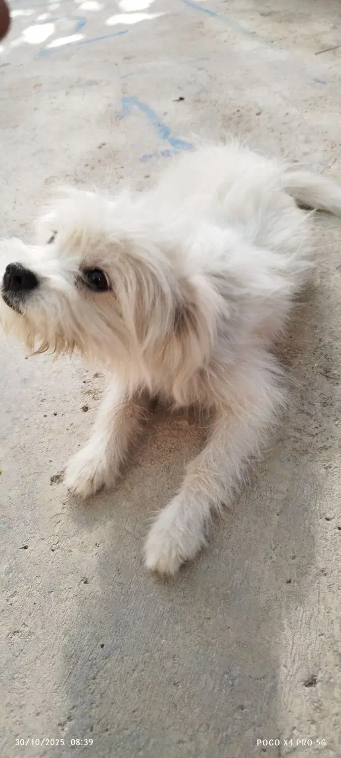 سگ خانگی|سگ|زرین دشت (فارس), |دیوار