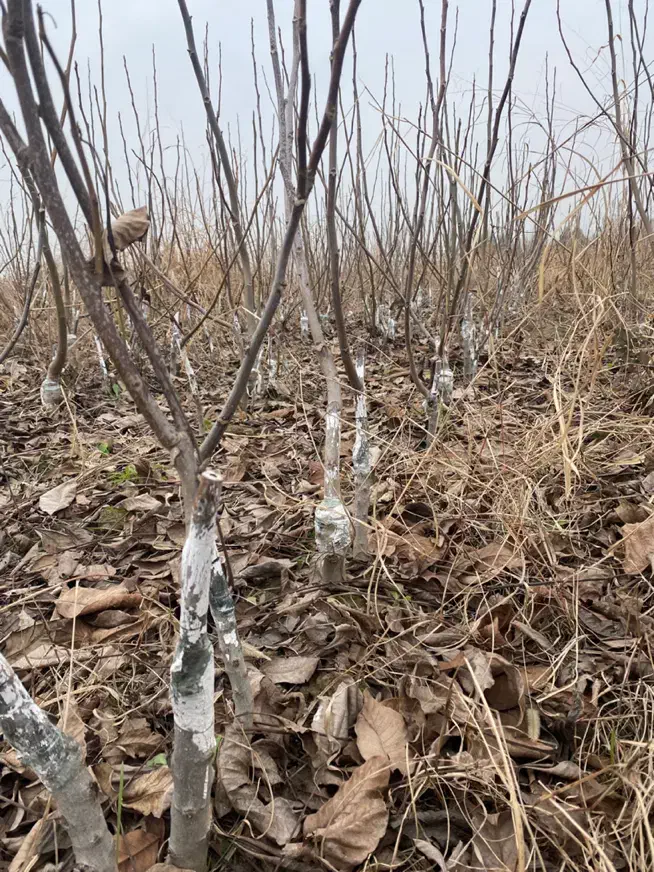 نهال گردو فرنور و چندلر|خدمات باغبانی و درختکاری|سرخنکلاته, |دیوار