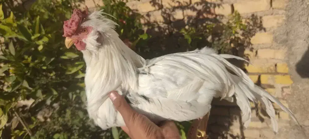 خروس گلین|حیوانات مزرعه|شیراز, زرهی|دیوار