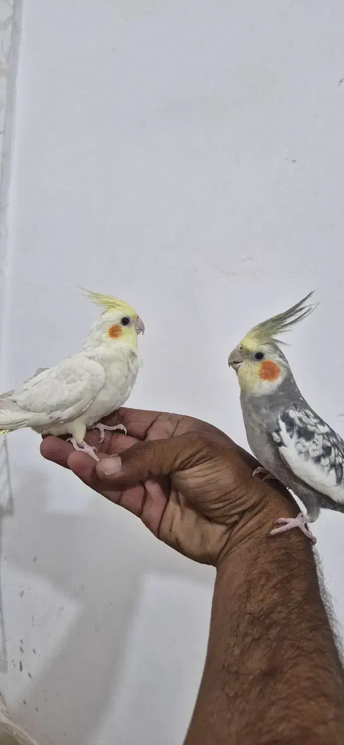 عروس هلندی سخنگو|پرنده|فردوس (خراسان), |دیوار