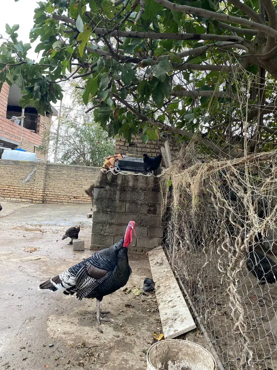 بوقلمون|حیوانات مزرعه|گمیشان, |دیوار