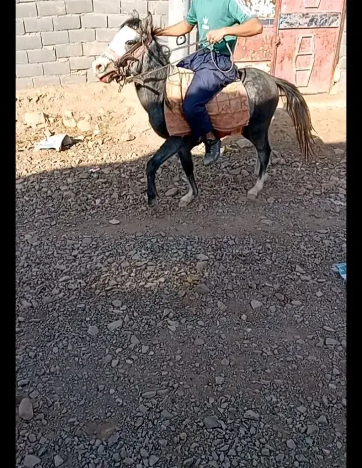 اسب|اسب و تجهیزات اسب‌سواری|تربت جام, میان جام|دیوار