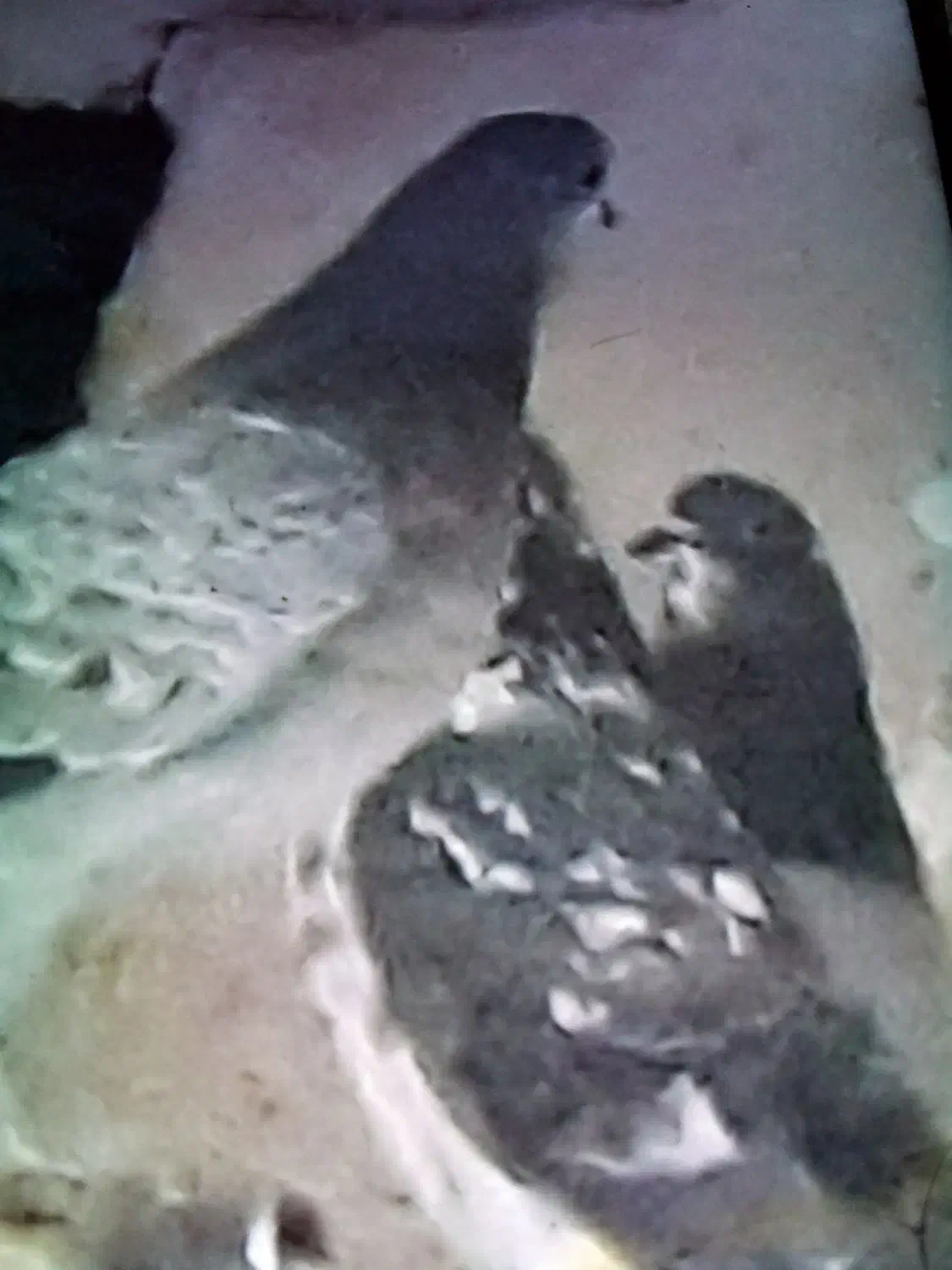 کبوتر فروشی|پرنده|گلپایگان, |دیوار