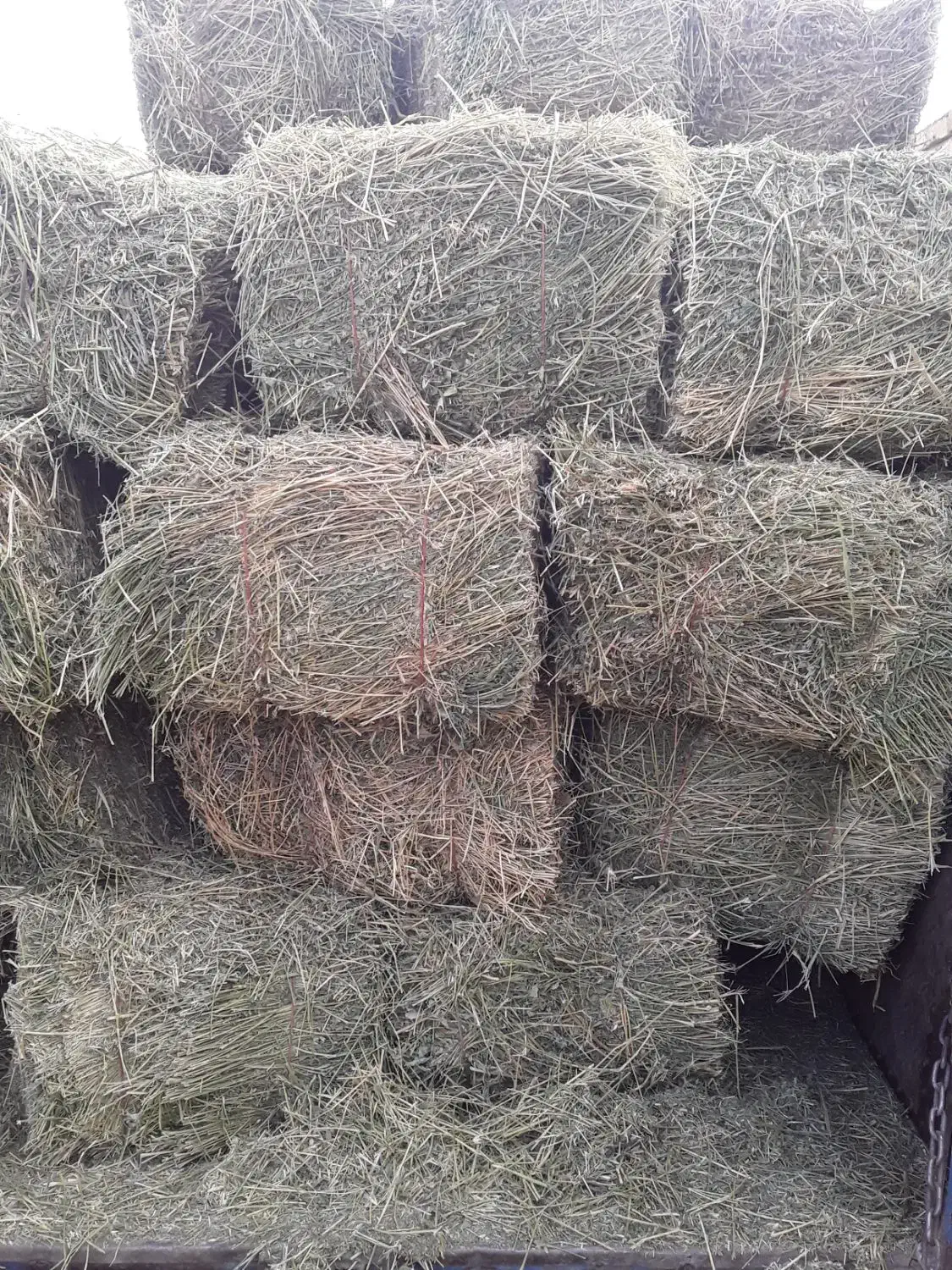 یونجه|حیوانات مزرعه|ملایر, |دیوار