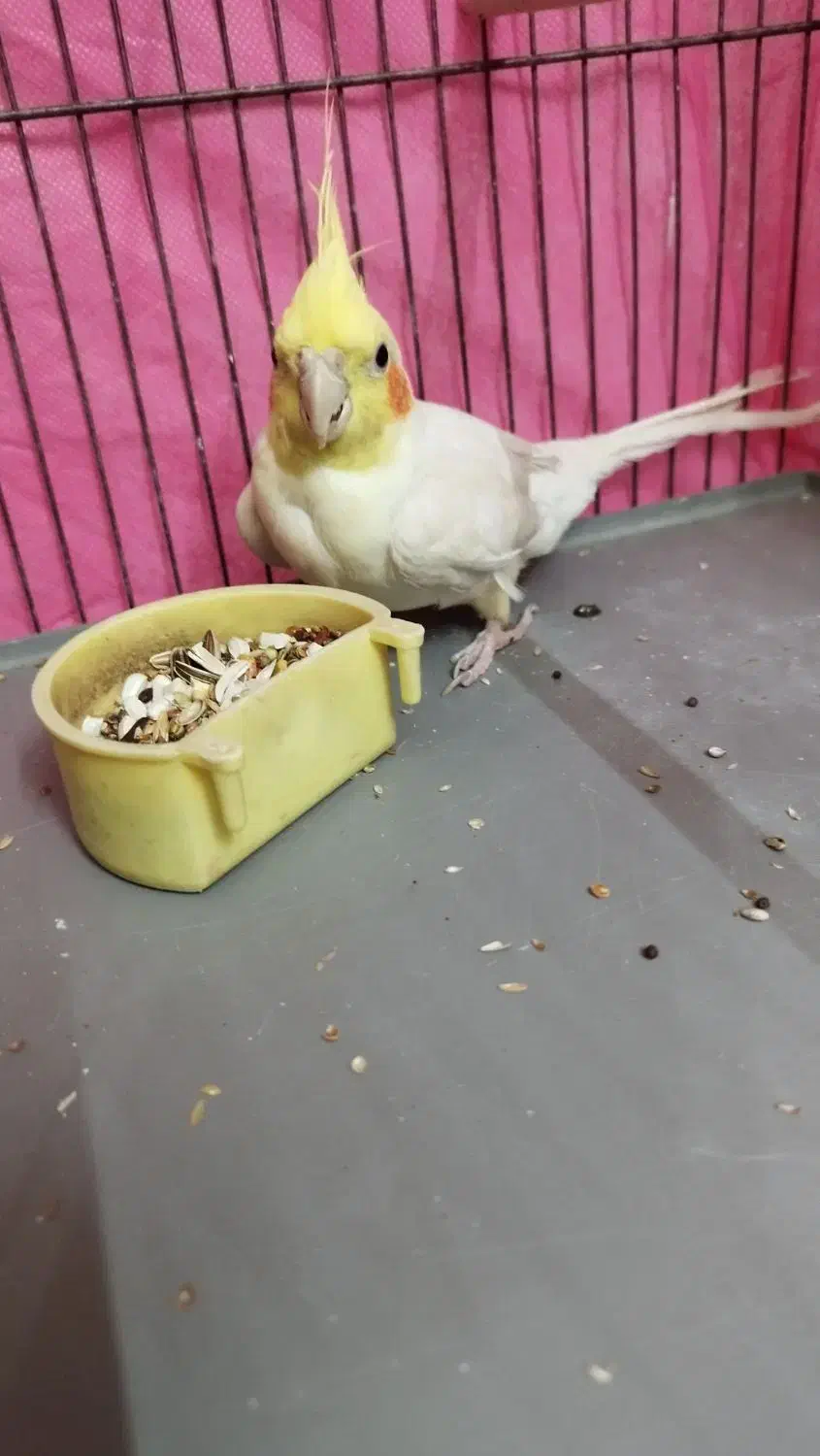 عروس هلندی نر دستی لوتینو|پرنده|مبارکه, |دیوار