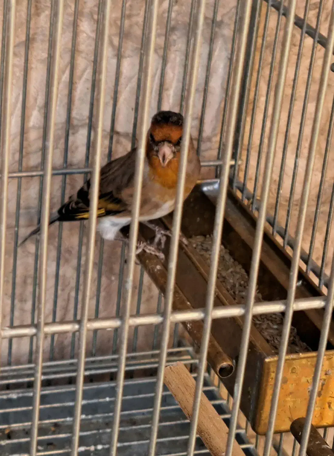 سهره قناری دهن سهره|پرنده|ری, سیزده آبان|دیوار