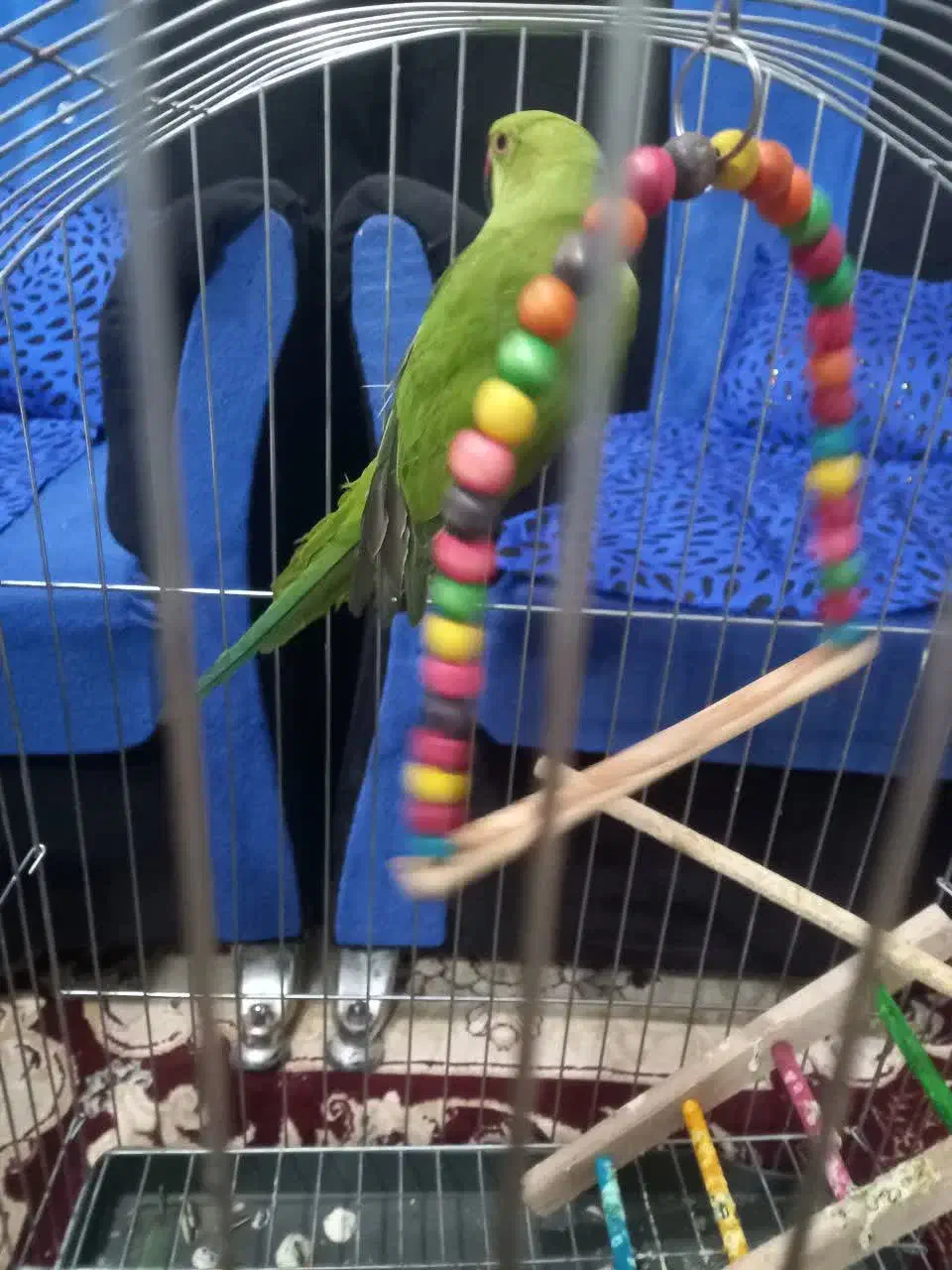 طوطی ملنگو سخنگو ماده پ|پرنده|اصفهان, بهاران|دیوار