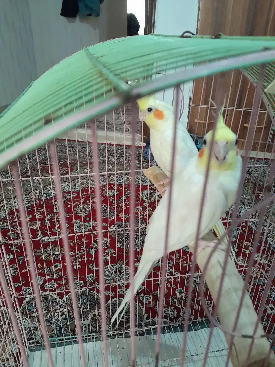 فروش|پرنده|رشت, فرودگاه سردار جنگل رشت|دیوار