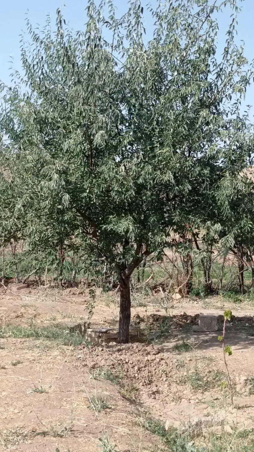 باغ 1700 متری در آبگرم|فروش زمین و ملک کلنگی|آبگرم, |دیوار