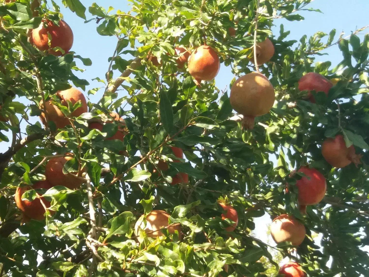 انار|خوردنی و آشامیدنی|مهدی شهر, |دیوار