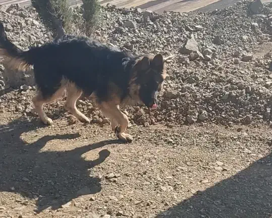 گمشدن|حیوانات|کامیاران, |دیوار