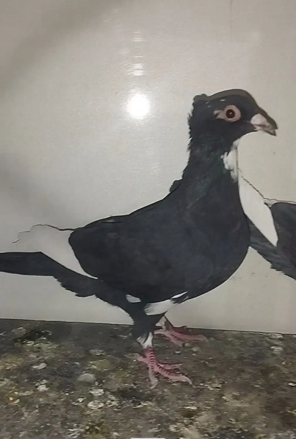 ماده پلنگ کلایی خوشگل|پرنده|رفسنجان, |دیوار