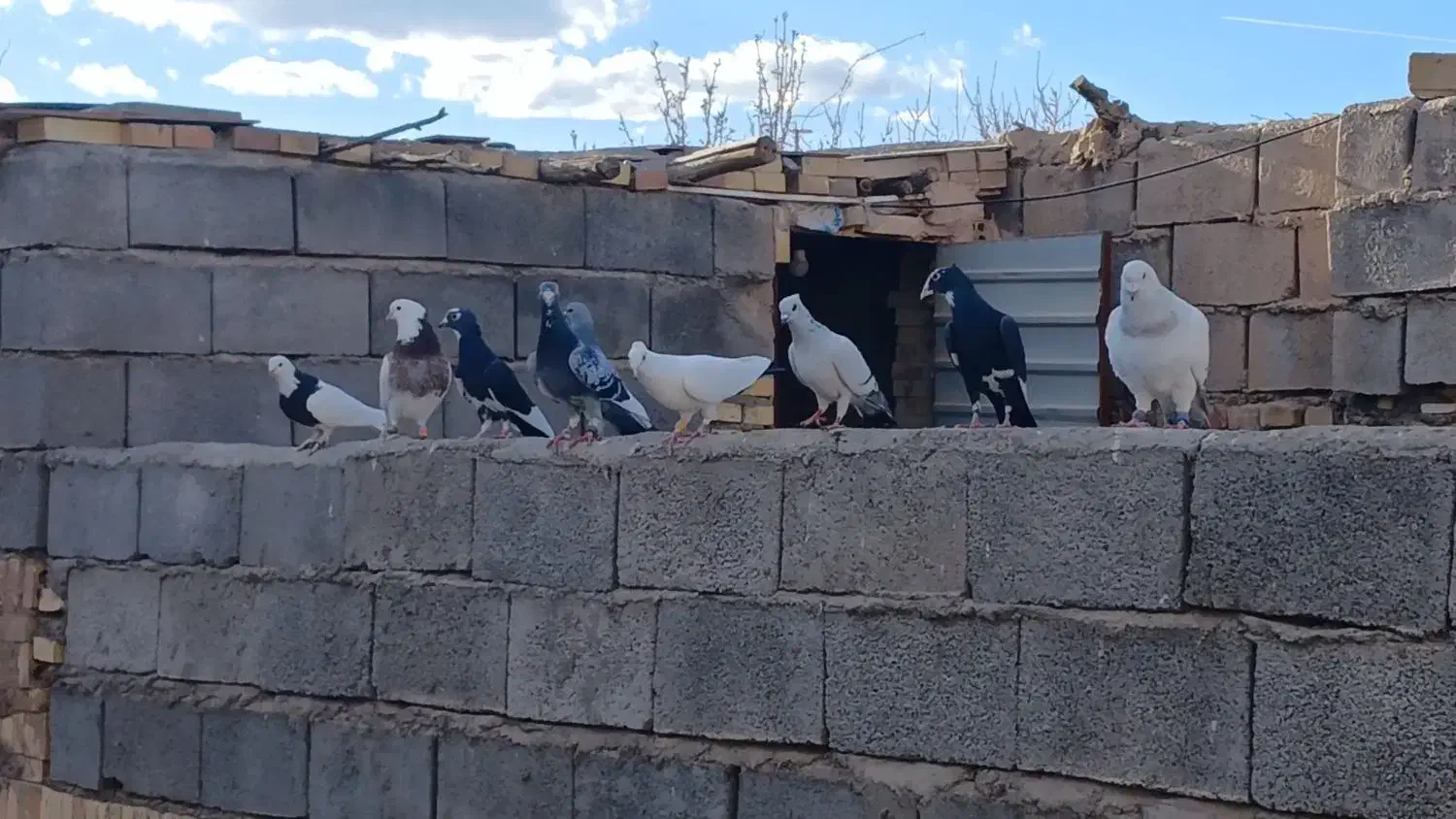 کبوتر جفتی|پرنده|کشکوئیه, |دیوار
