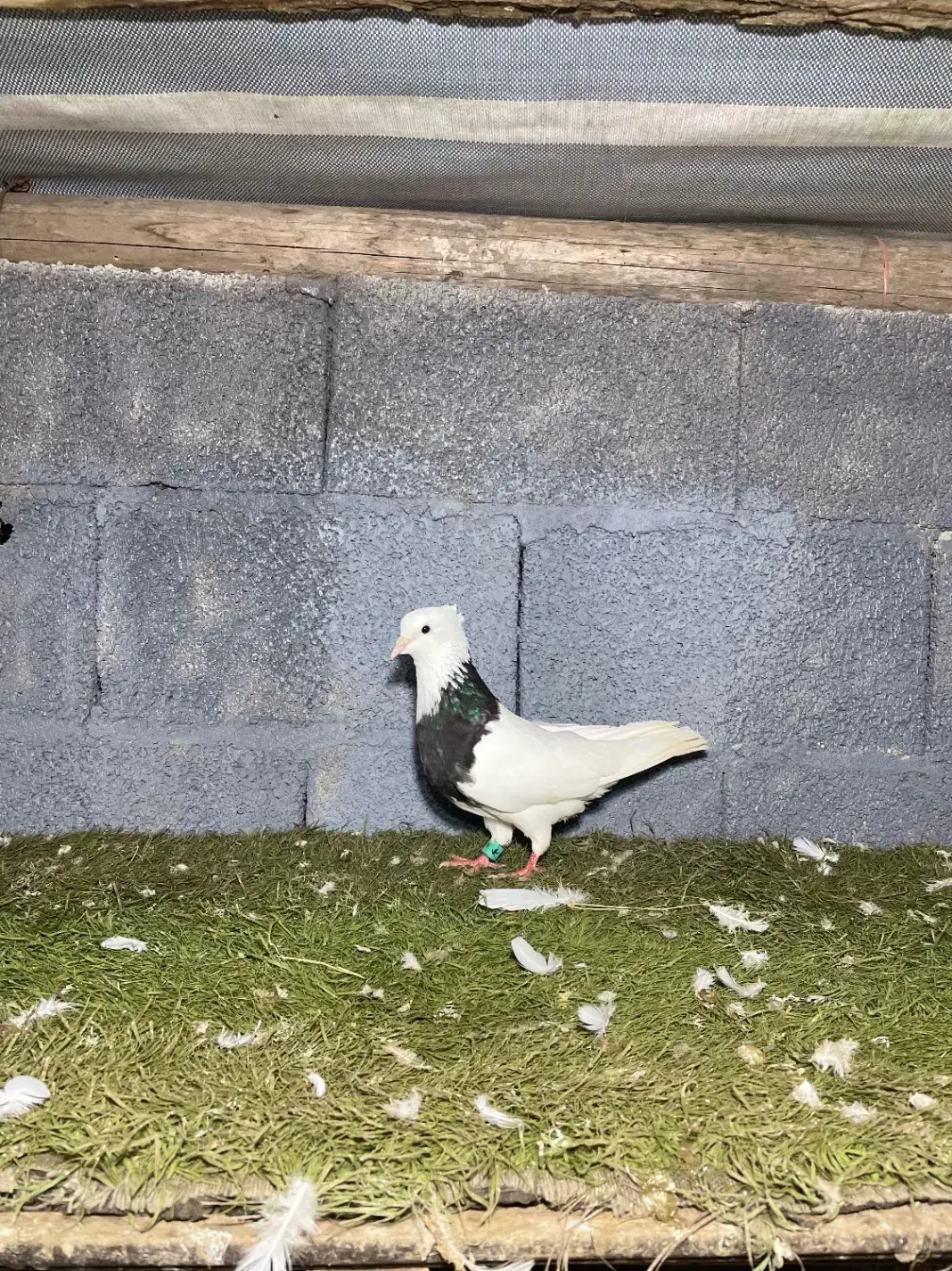 کبوتر طوقی کرمانشاهی نر|پرنده|صومعه‌سرا, |دیوار