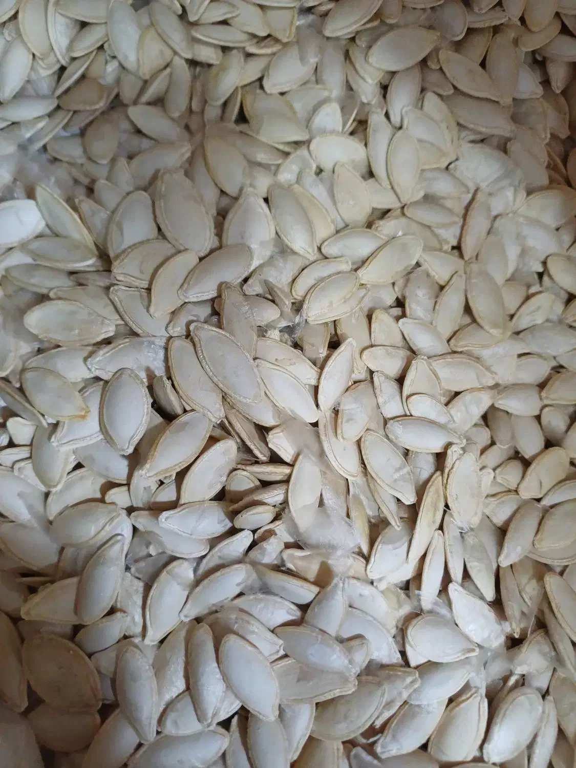 تخمه تبریز|خوردنی و آشامیدنی|همدان, |دیوار