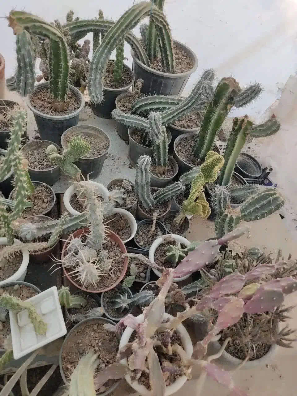 فروش انواع کاکتوس با قیمت مناسب در گلخانه منزل|گل و گیاه طبیعی|سمنان, |دیوار