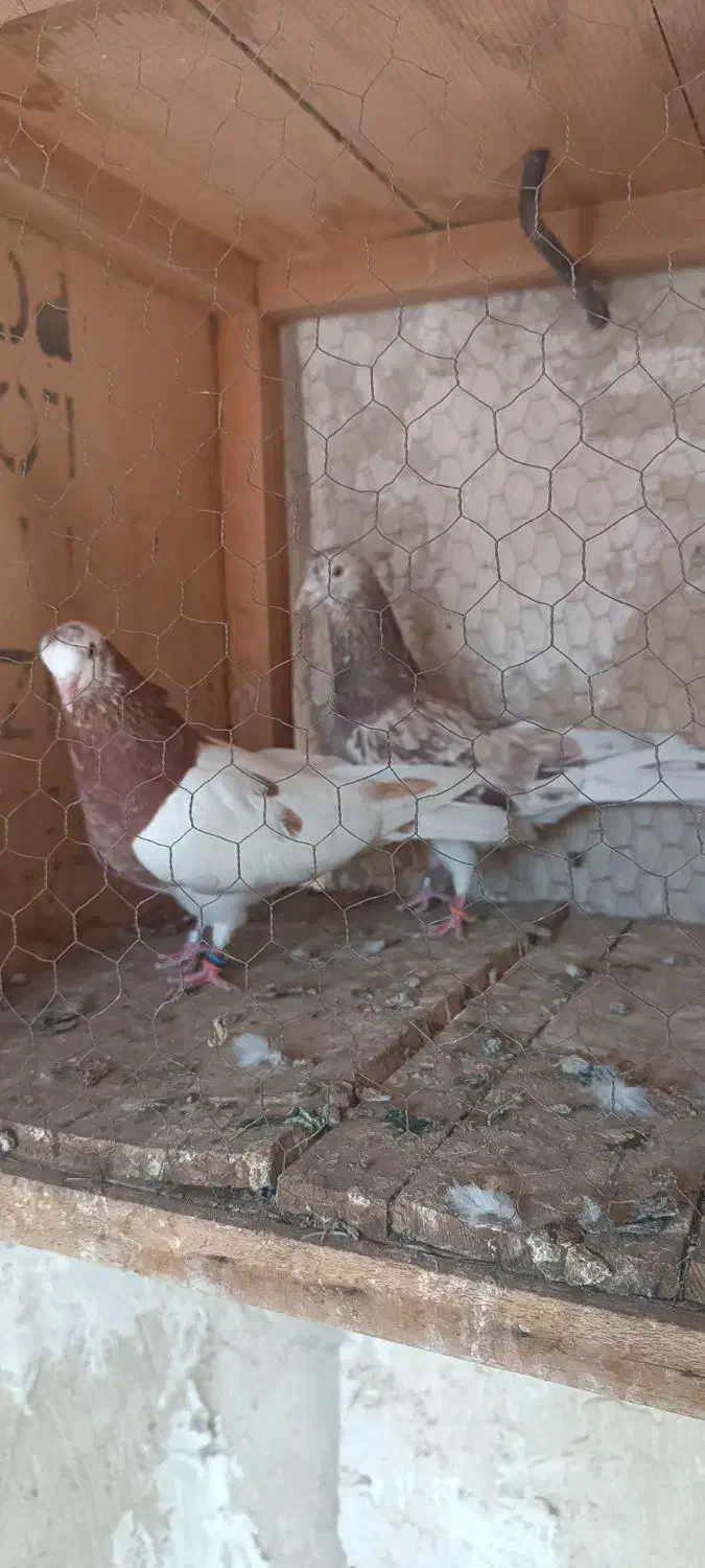 کفتر پرشی|پرنده|قم, آذر (نکویی)|دیوار