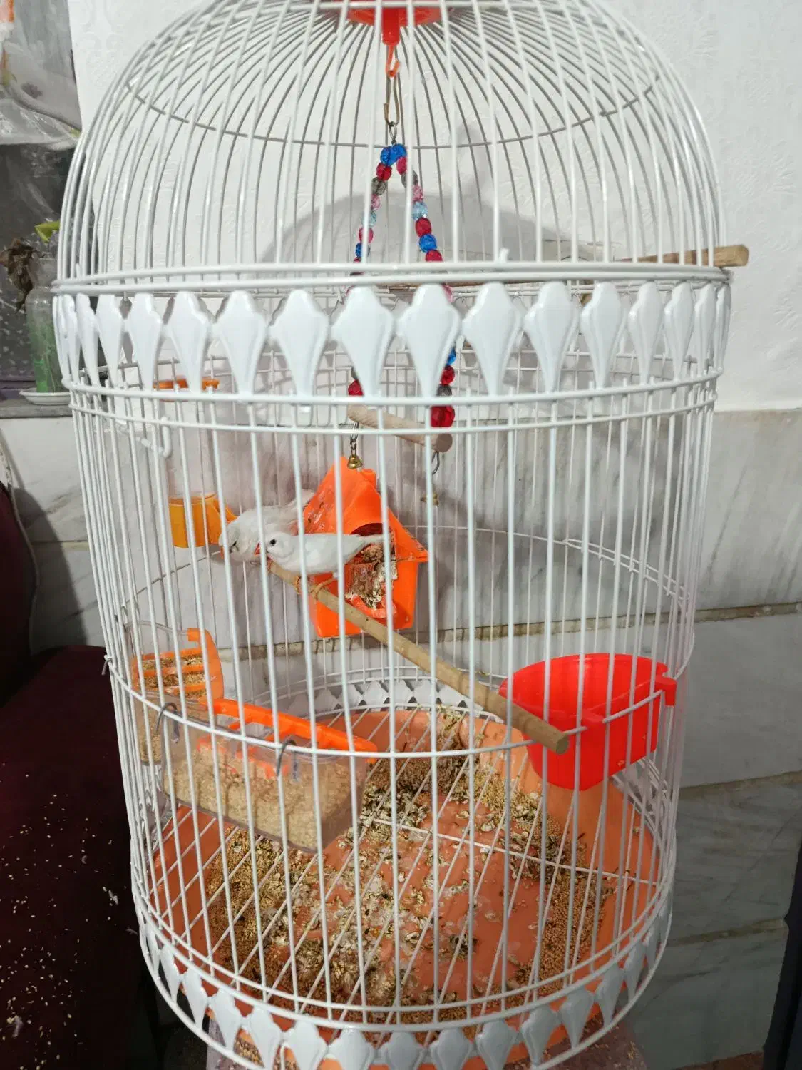 یک جفت فنچ سفید همراه باقفس|پرنده|پاکدشت, پاکدشت (مامازند)|دیوار