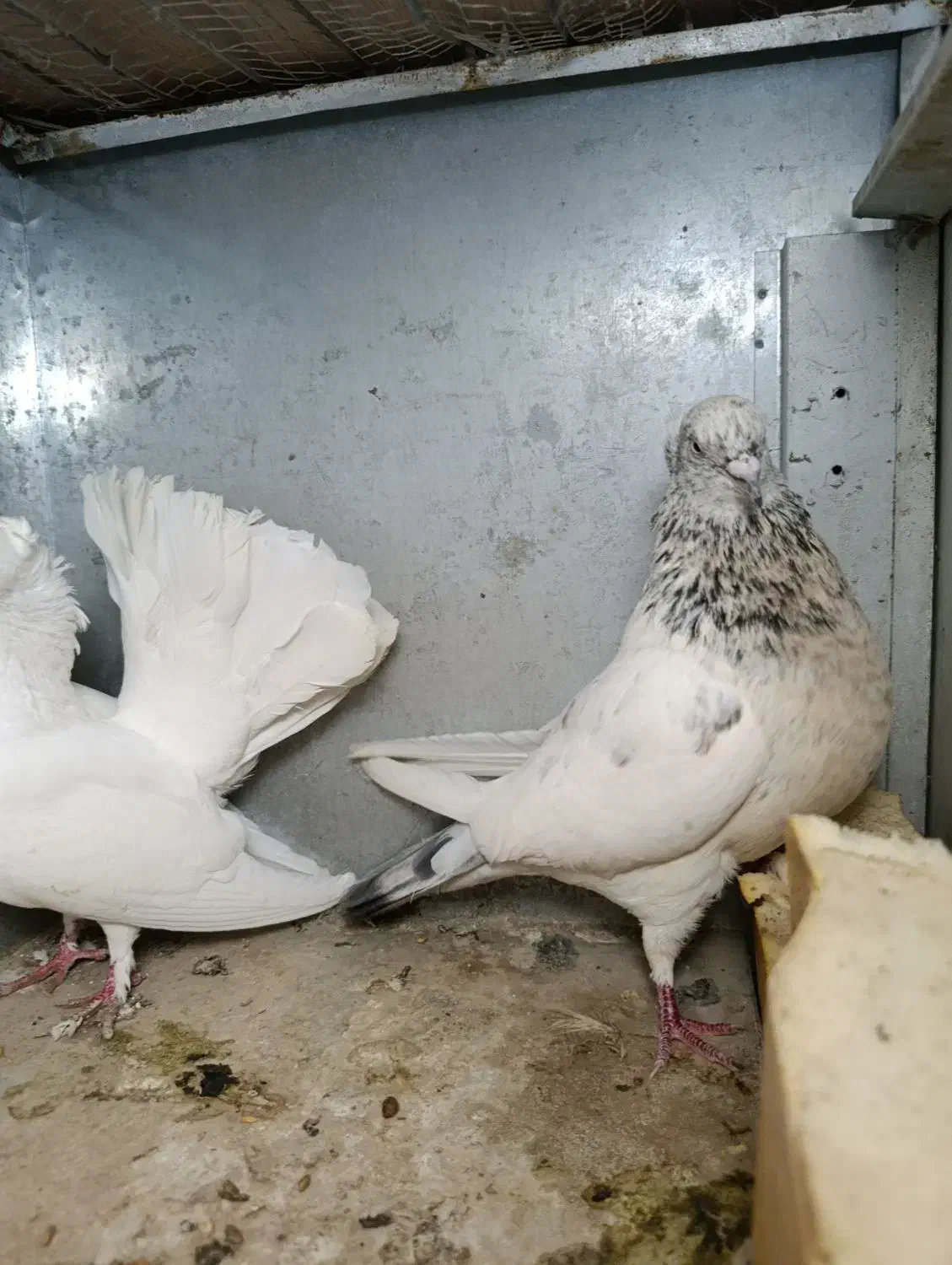 کبوتر رنگی|پرنده|خرمشهر, |دیوار