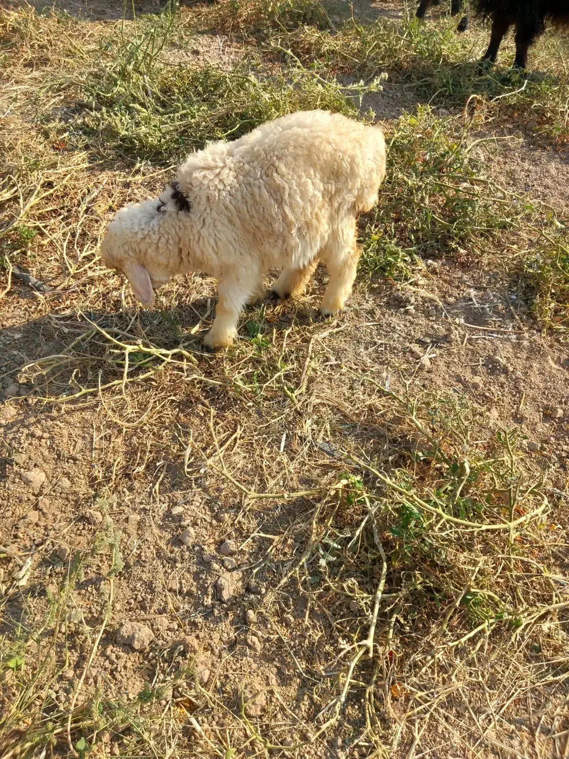 فروش ۷راس میش و بره|حیوانات مزرعه|پاسارگاد, |دیوار