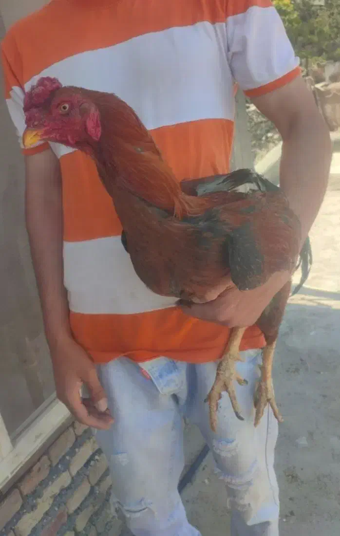 مرغ و خروس لاری|حیوانات مزرعه|کلیبر, |دیوار