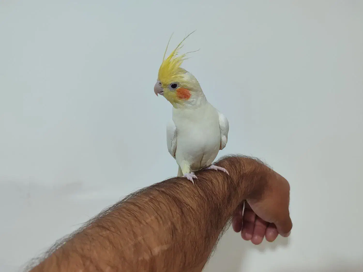 عروس هلندی سخنگو|پرنده|کرمانشاه, |دیوار