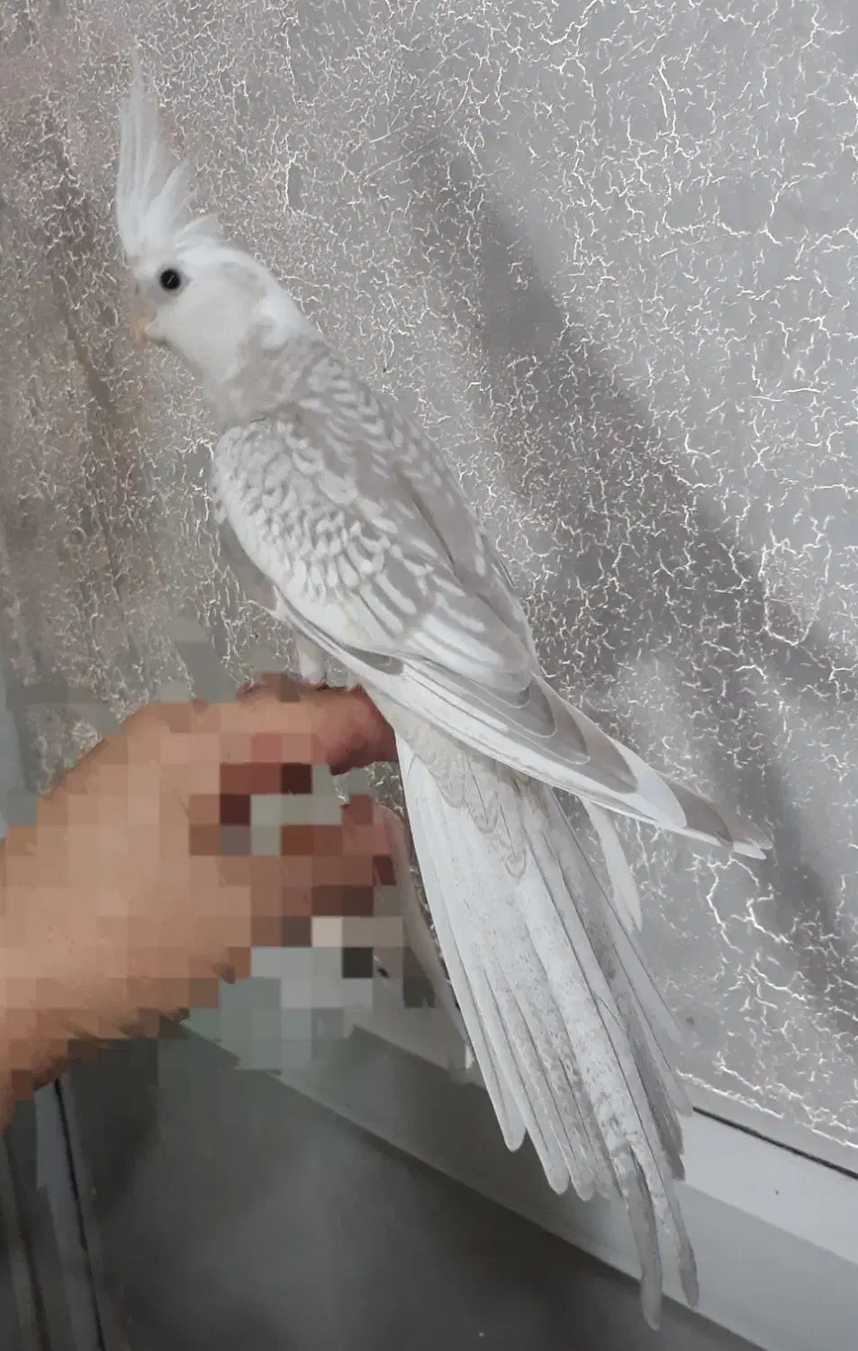 طوطی عروس|پرنده|رشت, رودباری|دیوار