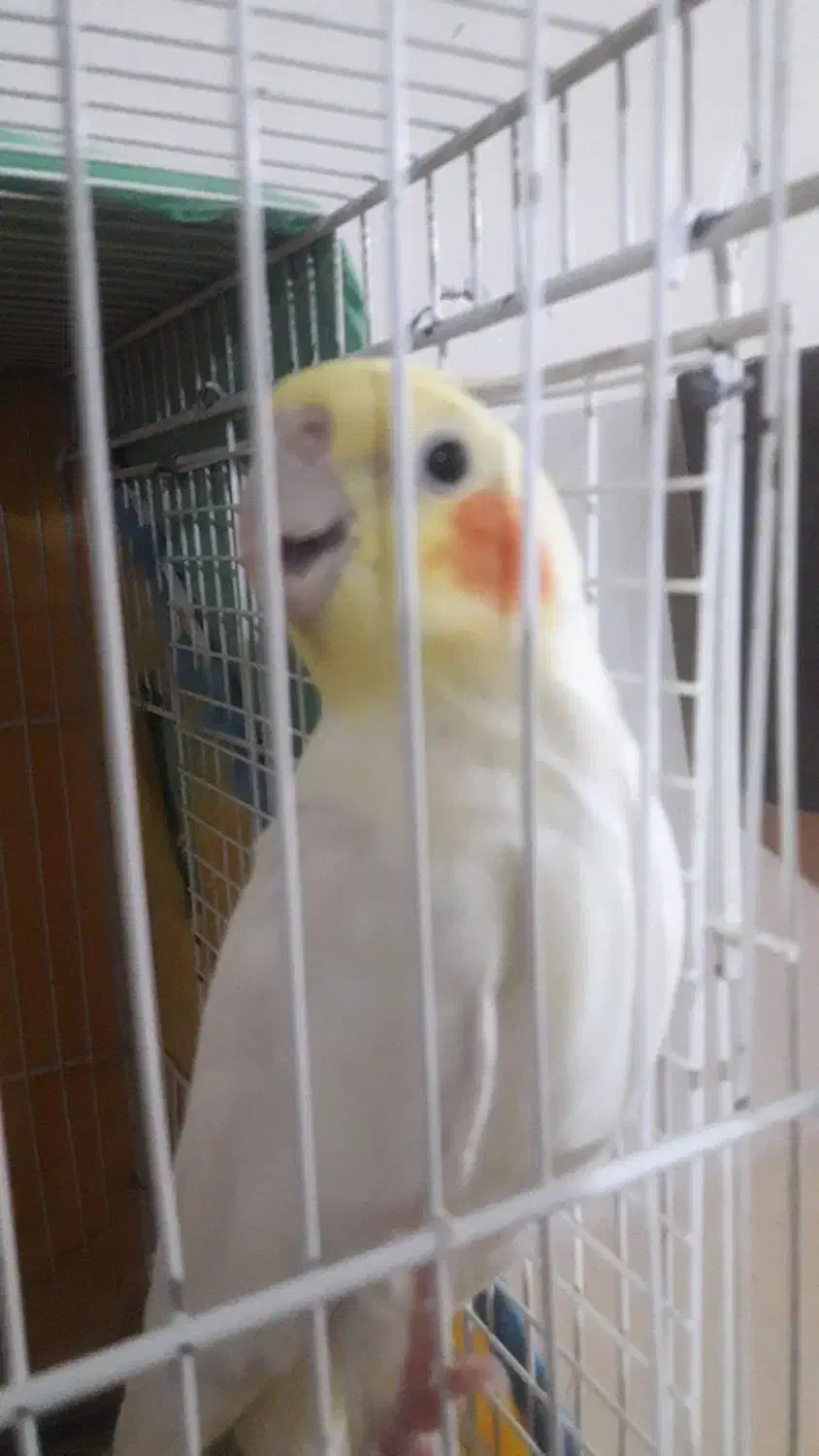 عروس‌هلندی‌وگرینچیک|پرنده|سبزوار, زینبیه|دیوار