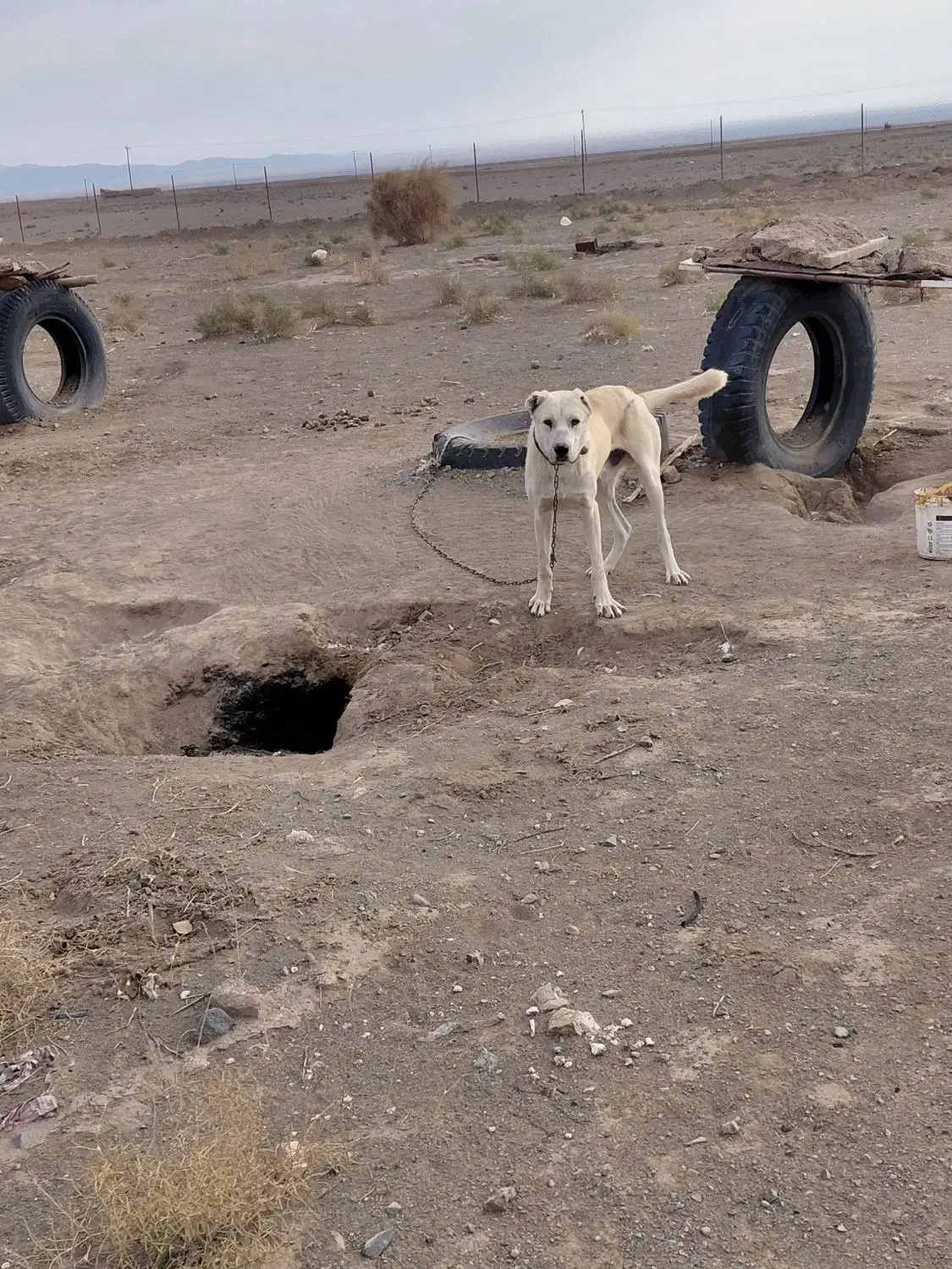 سگ سفید گله دروشت سبزوار|سگ|سبزوار, جهاد کشاورزی|دیوار