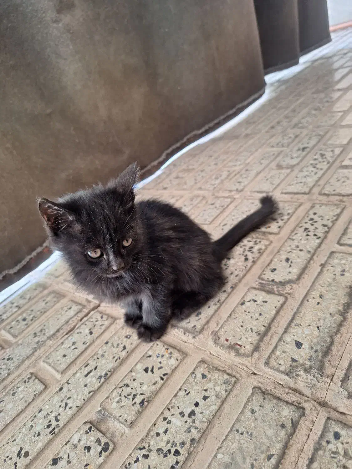 واگذاری بچه گربه.مادرشاباتله گرفتندگرسنه اند|گربه|مبارکه, |دیوار