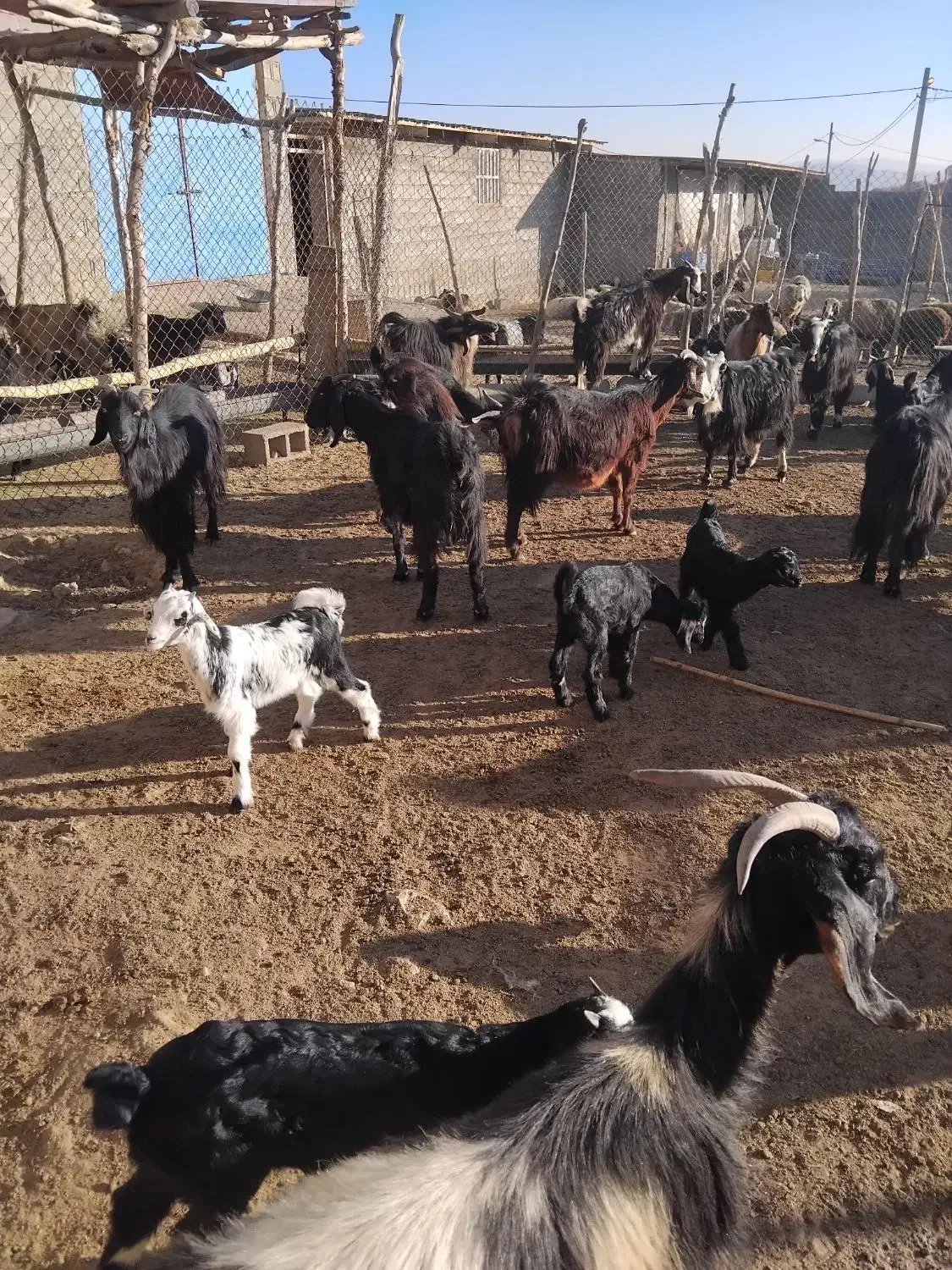 بز کهره دار|حیوانات مزرعه|دشمن زیاری, |دیوار