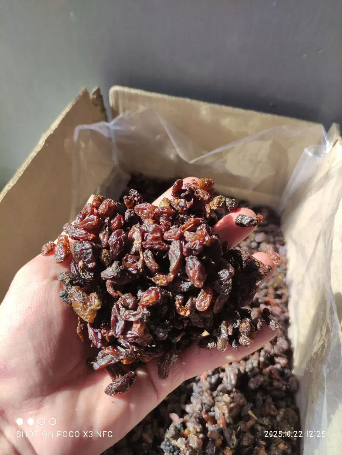 گله آفتابی کاشمر با ضمانت جواب دهی مخصوص آبگیری|خوردنی و آشامیدنی|مشهد, عبادی|دیوار