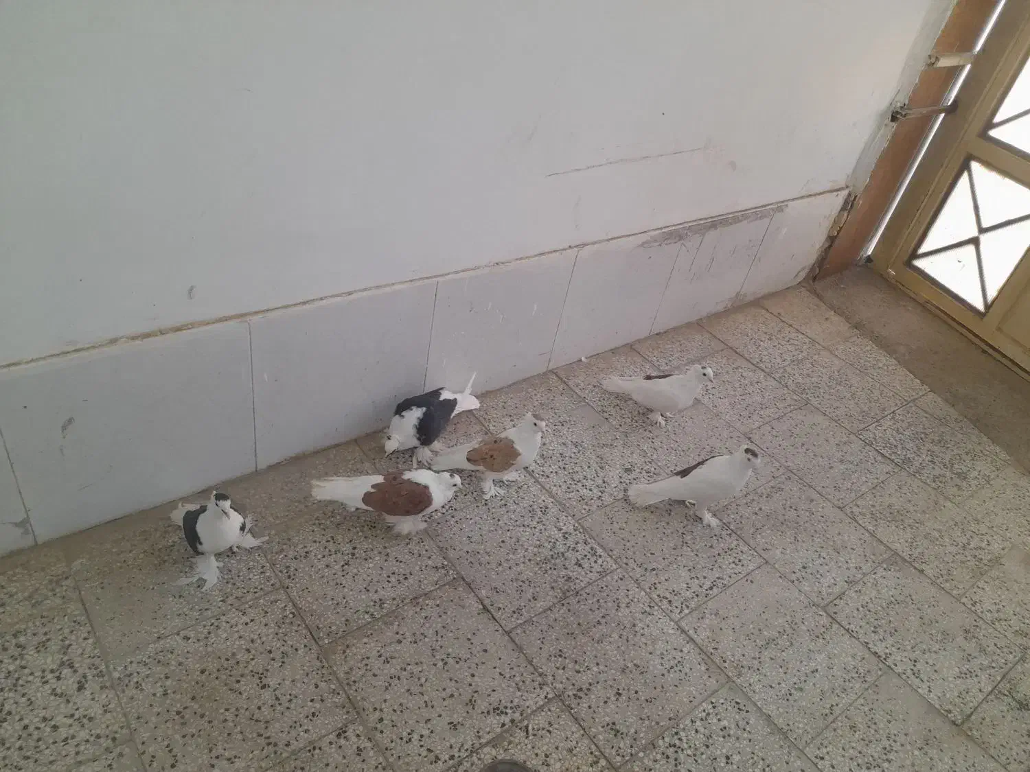 پرپا گلی تزئینی|پرنده|تربت‌حیدریه, رضاشهر|دیوار