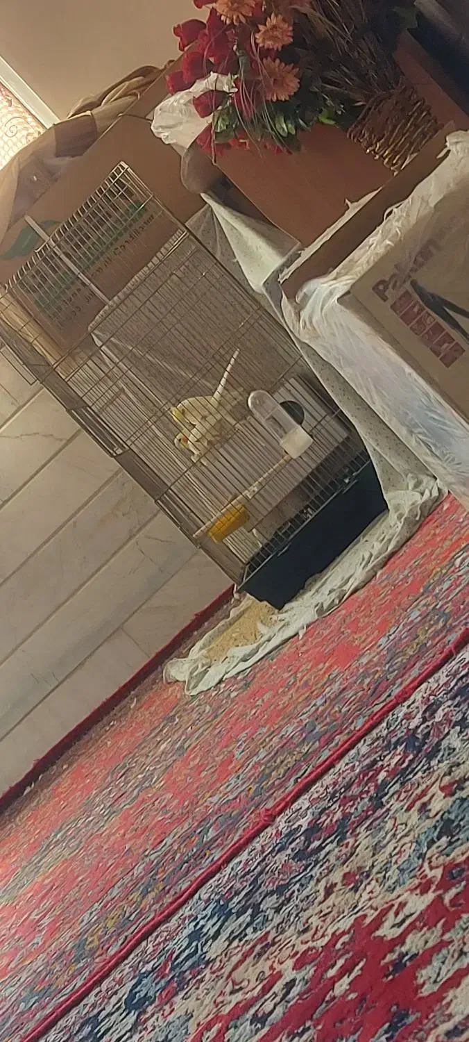 پرنده|پرنده|قم, شهرک امام حسین|دیوار