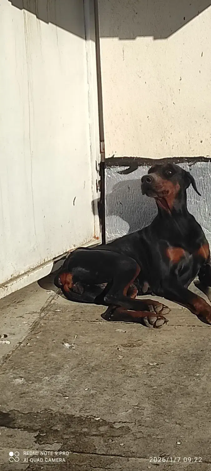 دوبرمن  آمریکایی|سگ|گنبد کاووس, |دیوار