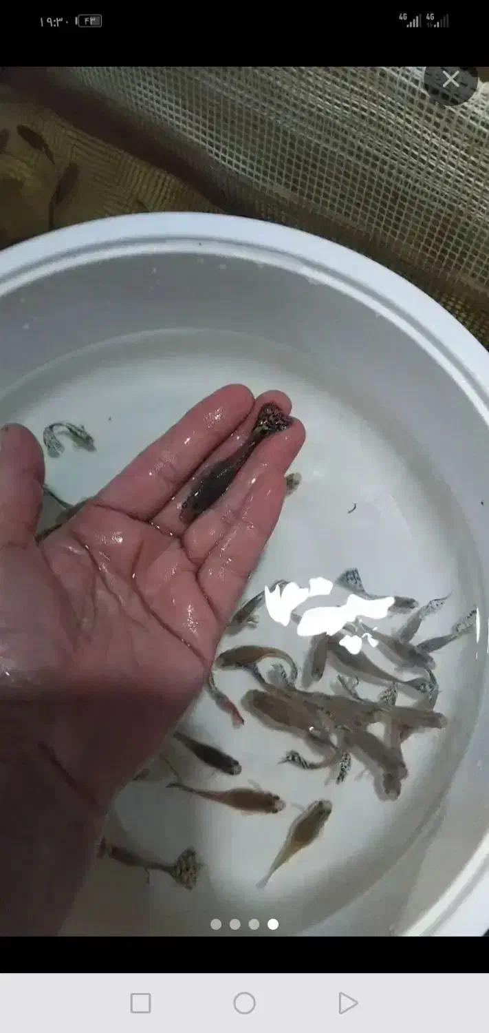 ماهی گوپی گاوی نژاد دار|ماهی|تربت‌حیدریه, رجایی|دیوار