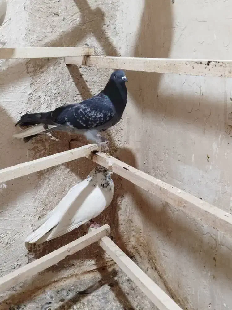 کبوتر کفتر  زرهی دم سفید  اصفهانی|پرنده|فلاورجان, |دیوار