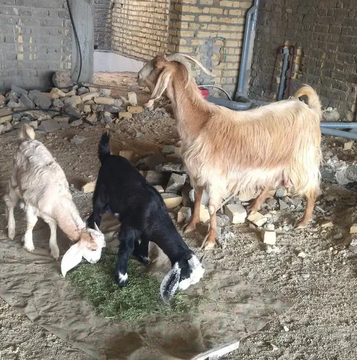 بز داشتی ذات دار|حیوانات مزرعه|کوار, |دیوار