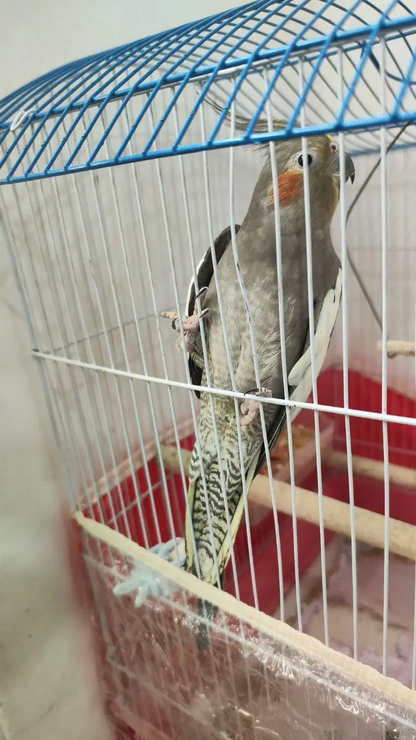 عروس خاکستری ماده بالغ دستی|پرنده|خورموج, |دیوار