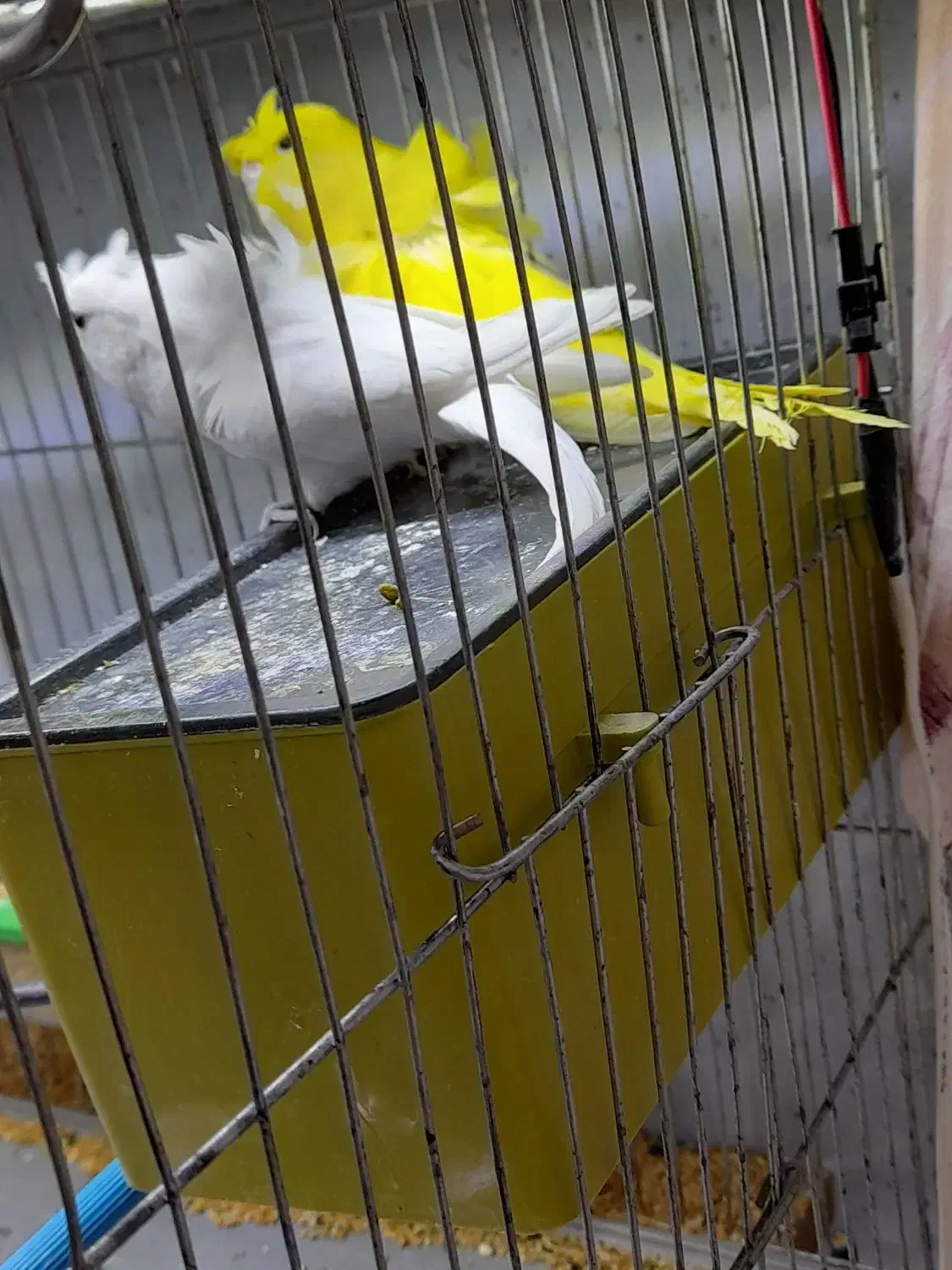 مرغ عشق پرواته ای معاوضه با فنچ نرگسی شکلاتی|پرنده|تبریز, |دیوار