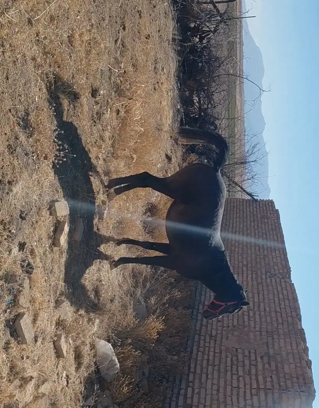 کره ۳ ساله|اسب و تجهیزات اسبسواری|افزر, |دیوار