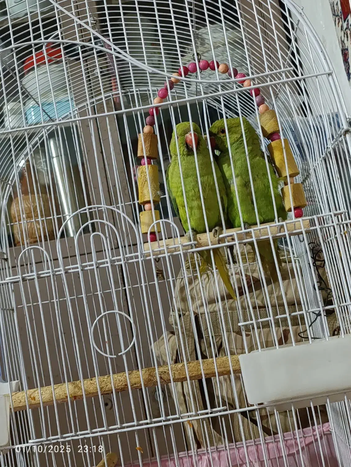 500000|پرنده|ایرانشهر, |دیوار